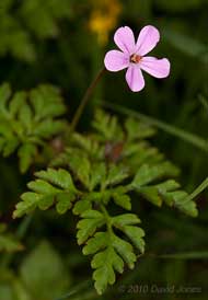 The first Herb Robert comes into flower, 30 April