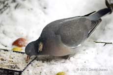Wood Pigeon feeds under Hawthorn, 2 December 2010