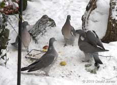Four Wood Pigeons in 'stand-off' over feeding rights, 2 December 2010