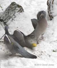 Aggressive displays by two Wood Pigeons, 2 December 2010