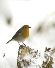 A Robin in the snow, 2 December 2010