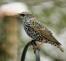 A Starling in winter plumage, 2 December 2010