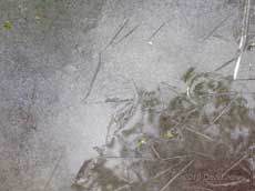 Ice crystals in melt-water layer above ice in pond, 5 December 2010