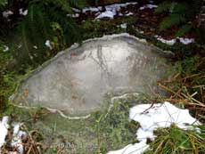 Pond in a state of partial thaw, 5 December 2010
