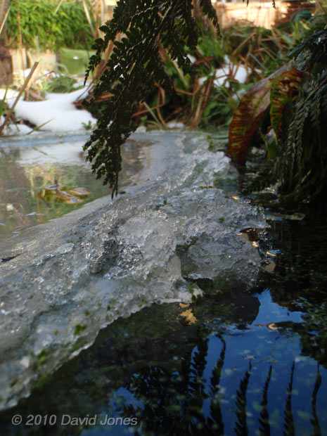 Pond, showing rough edge of melting ice, 5 December 2010 - 2