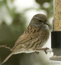 Dunnock at the sparrow feeder, 19 December