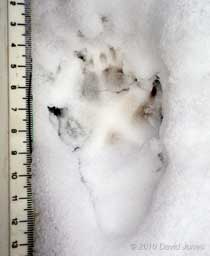 Fox footprint in snow, 21 December