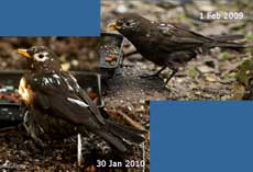 The scruffy Blackbird: pictures taken a year apart, 1 February