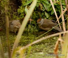 A Blackcap female on the ice-covered pond, 11 February