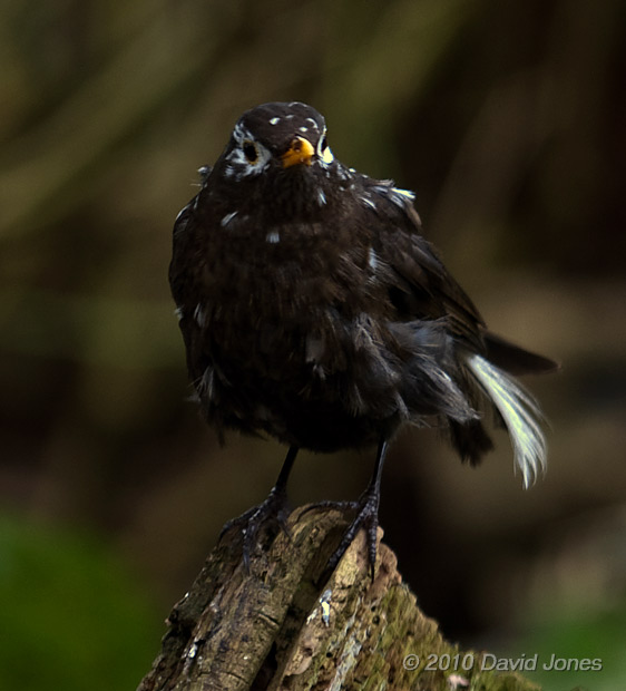 A blackbird with white feathers - 1