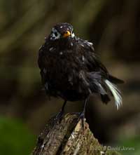 A blackbird with white feathers