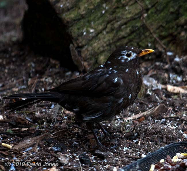 A blackbird with white feathers - 3