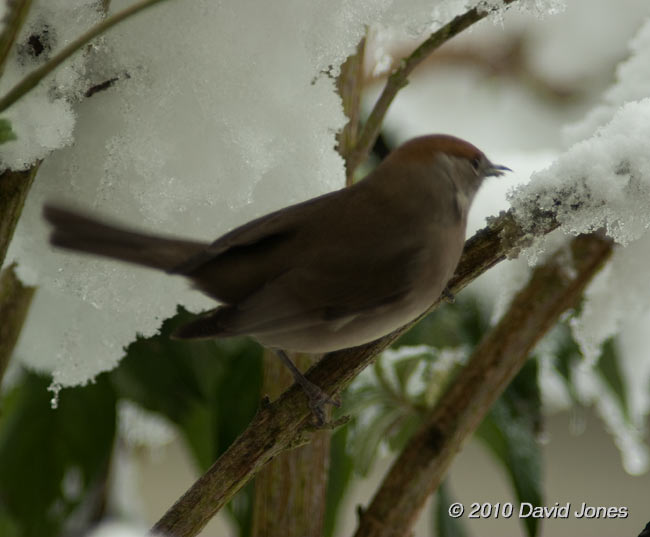 A female Blackcap (out of focus!), 6 January