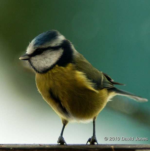 A Blue Tit on our bird table, 6 January