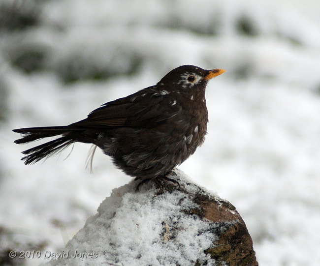 The scruffy Blackbird, 7 January - 2