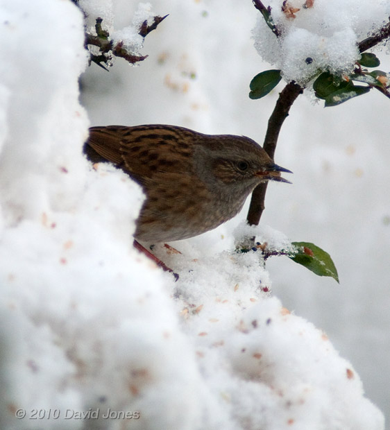 A Dunnock emerges from the snow, 7 January