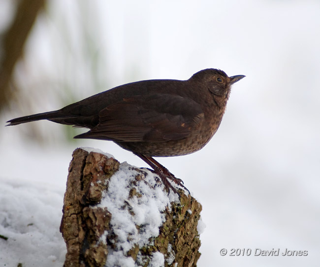 A rather nervous female Blackbird, 9 January