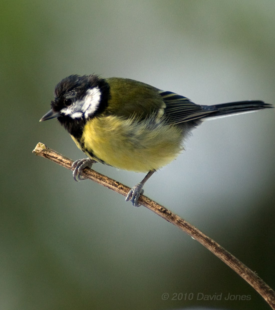 A Great Tit with feather damage, 9 January