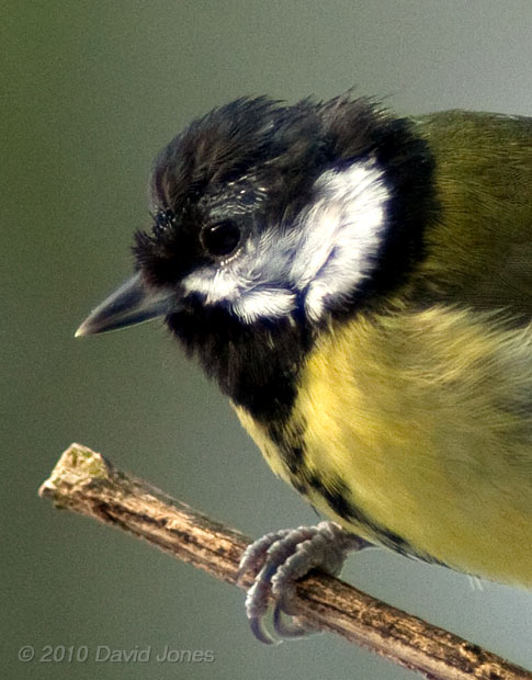 A Great Tit with feather damage, 9 January - cropped image