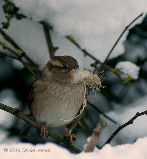 A House Sparrow with bedding for a nest box/roost, 9 January