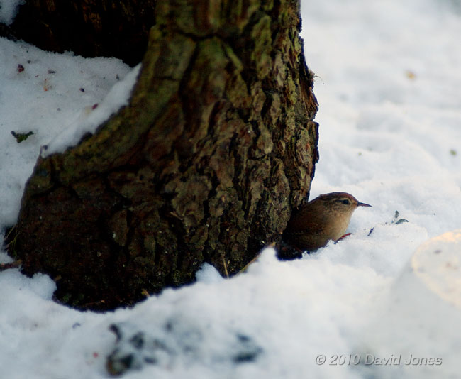 A Wren hunting around logs under the Hawthorn tree - 3