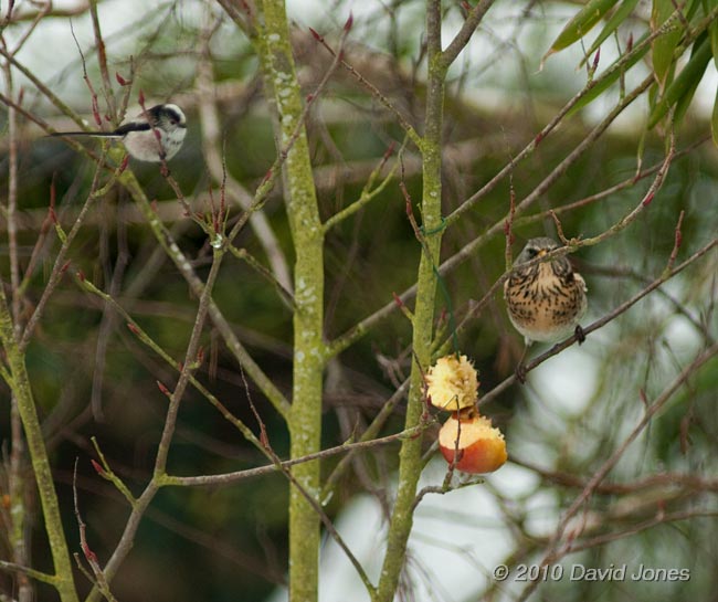 A Long-tailed Tit approaches close to a Fieldfare, 10 January