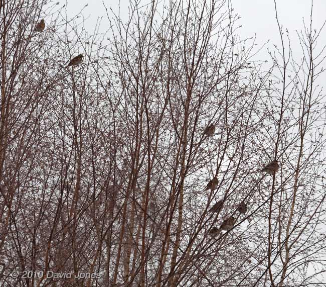 Redwings in our neighbour's Birch tree, 10 January
