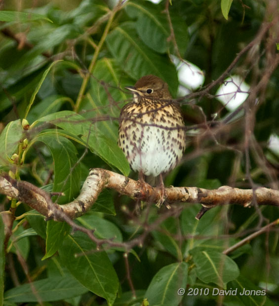 A Song Thrush looks out from a Rhododendron plant, 10 January