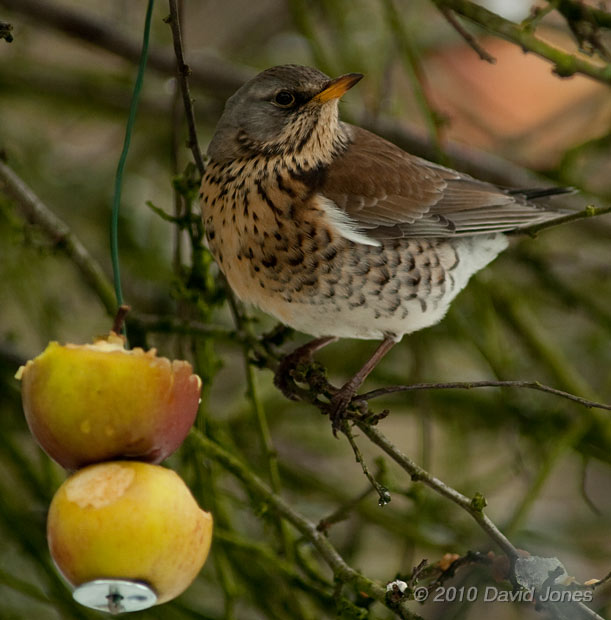 A Fieldfare eats apples in my Hawthorn tree, 11 January - 1