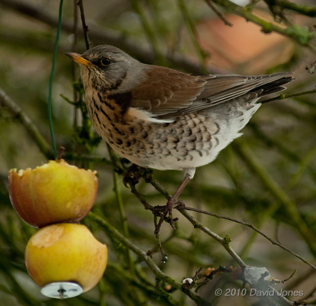 A Fieldfare eats apples in my Hawthorn tree, 11 January - 4
