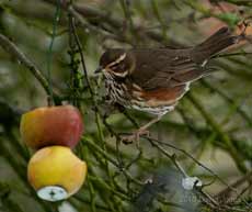 A Redwing eats apples in my Hawthorn tree, 11 January