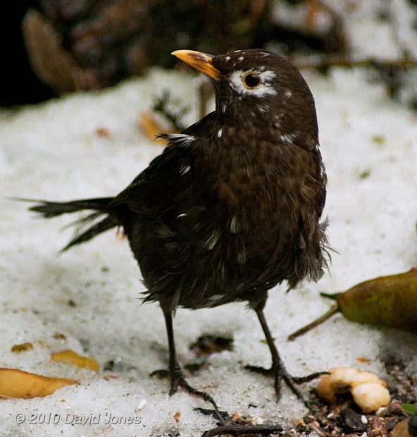 The scruffy Blackbird visits the garden again, 14 January