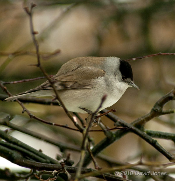 A male Blackcap in the Hawthorn, 14 January