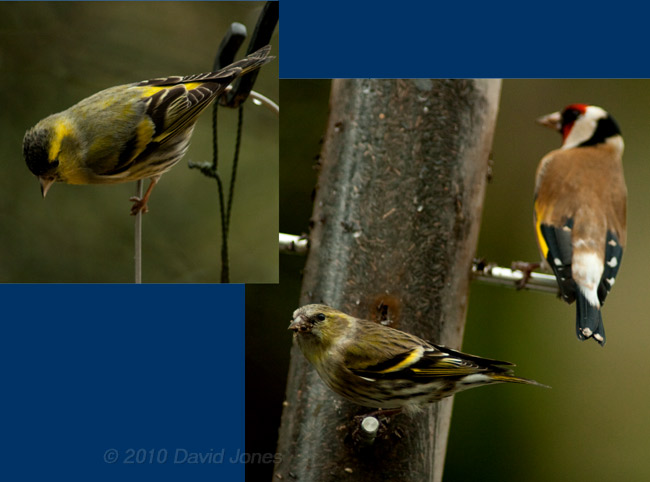 The first Siskins of the year, 16  January