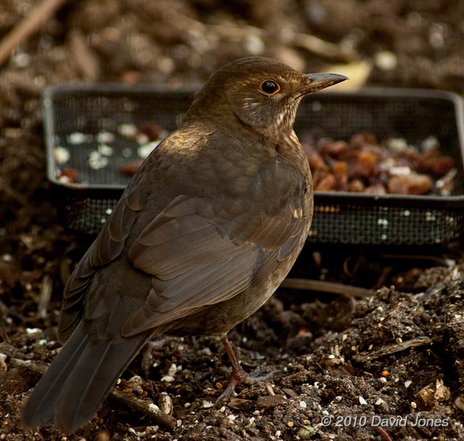 A female Blackbird arrives to feed on raisins, 30  January