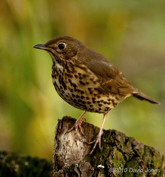 A Song Thrush arrives to feed on raisins, 30  January