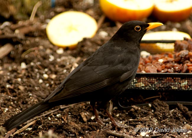 A male Blackbird arrives to feed on raisins, 31  January