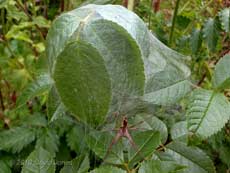 Nursey web spider (Pisaura mirabilis) with its nursery web, 5 July
