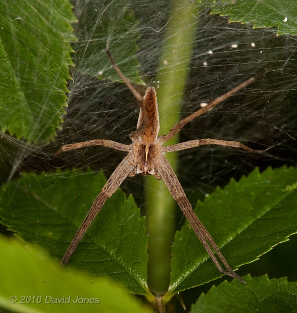 A female Nursey web spider (Pisaura mirabilis) on its nursery web, 5 July