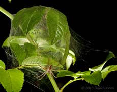 Nursey web spider (Pisaura mirabilis) spiderlings spread out inside their nursery web at night, 5 July