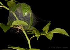 Nursey web spider (Pisaura mirabilis) - the nursery web at night, 5 July