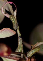 Young Berberis Sawfly larvae (Arge berberidis), 8 July