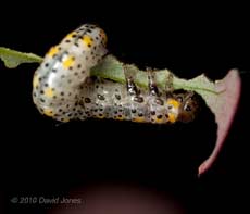 Berberis Sawfly larva (Arge berberidis) - 1, 8 July