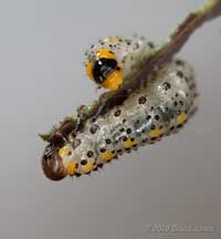 Berberis Sawfly larva (Arge berberidis) - 2, 8 July