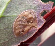 Damage on Berberis leaf shows where Berberis Sawfly larva (Arge berberidis) developed, 8 July
