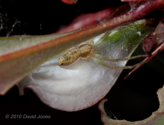 A spider (poss. Philodromus dispar) guards its egg case under a Burberis leaf, 8 July