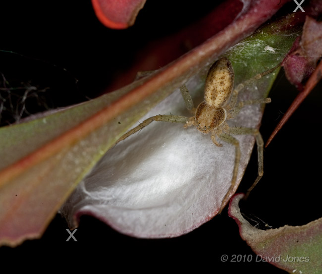A spider (poss. Philodromus dispar) on its egg case under a Burberis leaf, 8 July