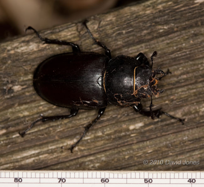 Female Stag Beetle ( Lucanus cervus), 10 July - 1