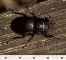 Female Stag Beetle ( Lucanus cervus), 10 July