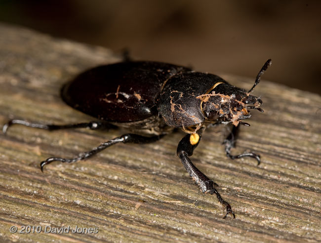Female Stag Beetle ( Lucanus cervus), 10 July - 2